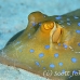 ray_bluespotted_ad3_si_h_0068_egy2383.jpg